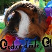 Mon cochon d'inde en été - Cochon d'inde, cobaye, guinea pig, infos, actus, mooc, video, santé, focus
