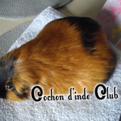 Gestation ou grossesse de la femelle cochon d'inde - Cochon d'inde Club