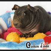 Liste noms prénoms pour animaux : cochons d'inde, cobayes, lapins, hamster - Cochon d'inde Club