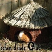 Quelle cabane pour le cochon d'inde ? - Cochon d'inde Club