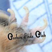 Fiche signalétique du cochon d'inde - Cochon d'inde Club