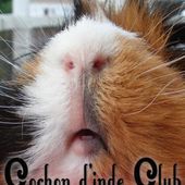 Système olfactif du cochon d'inde - Cochon d'inde Club