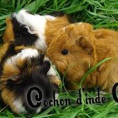 Bébés orphelins, femelle cobaye adoptive - Cochon d'inde Club