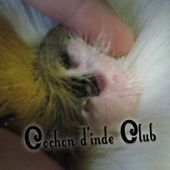 Système auditif du cochon d'inde - Cochon d'inde Club