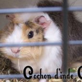 Pourquoi le cochon d'inde mord les barreaux de sa cage ? - Cochon d'inde Club