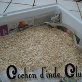 Nettoyer le bac de cage de vos rongeurs - Cochon d'inde Club