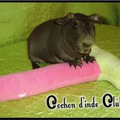 Les sorties du cochon d'inde - Cochon d'inde Club, info et actu !