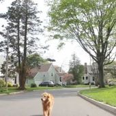 Les NTIC au service des animaux domestiques : le cas du Chien - True or Fake ? - OOKAWA Corp.
