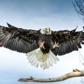 Des aigles pour chasser les drones. Dare to be better ? OK ! - OOKAWA Corp.