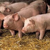 Un peu d'humour cochonnier mais pas que !