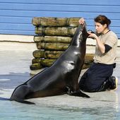 Une saison au Zoo aura une 4ème saison, postulez pour devenir stagiaire