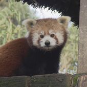 Lancement record pour la nouvelle saison d'Une saison au zoo sur France 4