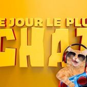 Le 8 août, 6ter fêtera la journée internationale du chat avec une journée spéciale