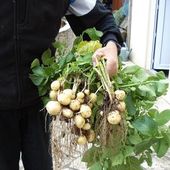 la celèbre bonnotte - Dame nature du jardin a la cuisine