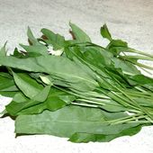 Ail des ours f. des alliacées - Dame nature du jardin a la cuisine