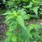 Agastache f. des labiacées - Dame nature du jardin a la cuisine