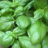 Basilic f.des labiacées - Dame nature du jardin a la cuisine