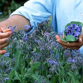 Bourrache f .des boraginacées - Dame nature du jardin a la cuisine