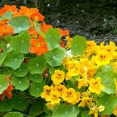 Capucine . f . des tropaeloacées - Dame nature du jardin a la cuisine