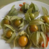 les physalis , cousines de nos tomates - Dame nature du jardin a la cuisine