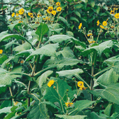 Le yacon , la poire de terre des incas - Dame nature du jardin a la cuisine