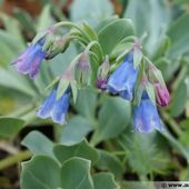 l'huitre végétale : la mertensia - Dame nature du jardin a la cuisine