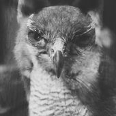 EXPRESSIONS LIBRES - Le Pressoir