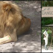Si je dois mourir dans la brousse, que ce soit le lion qui me tue ! - Si le Sénégal m'était conté...