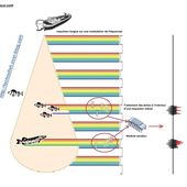 CHIRP et les sondes tout-en-un Garmin - Technofish