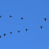 Aujourd'ui un volier d'outardes a percé le ciel ! - Chez-nous c' est comme ça, la vie tout simplement
