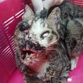 Draguignan : des racailles torturent à mort un chat et lui arrachent les yeux par pure cruauté