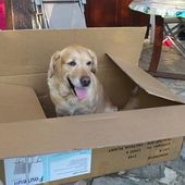 Chien perdu à Eragny - CERGYRAMA