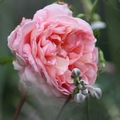 b5. Les rosiers anglais - plaisir-jardin.com