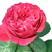 b4. Les rosiers hybride de thé (grandes fleurs) - plaisir-jardin.com