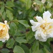 b3. Les rosiers grimpants - plaisir-jardin.com
