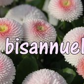 f1. Les bisannuelles - plaisir-jardin.com