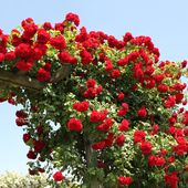 b3. Les rosiers grimpants - plaisir-jardin.com