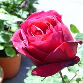 b4. Les rosiers hybride de thé (grandes fleurs) - plaisir-jardin.com