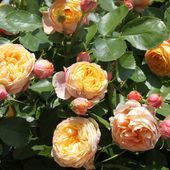 b7. Les rosiers miniatures (nains) - plaisir-jardin.com