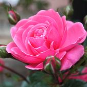 b6. Les rosiers à fleurs groupées (polyanthas) - plaisir-jardin.com