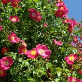 b3. Les rosiers grimpants - plaisir-jardin.com