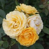 b6. Les rosiers à fleurs groupées et floribunda - plaisir-jardin.com