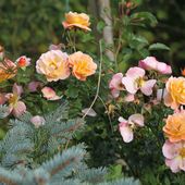 b6. Les rosiers paysagers et arbustifs - plaisir-jardin.com