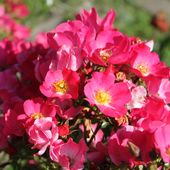 b6. Les rosiers couvre-sol - plaisir-jardin.com
