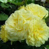 b6. Les rosiers paysagers et arbustifs - plaisir-jardin.com