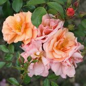 b6. Les rosiers paysagers et arbustifs - plaisir-jardin.com