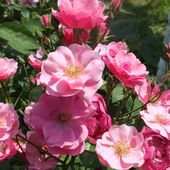 b6. Les rosiers paysagers et arbustifs - plaisir-jardin.com