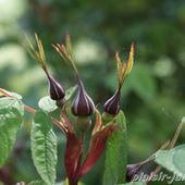 Visite de Mela-Rosa le 17 mai 2014