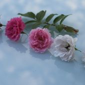 b6. Les rosiers rugosas (rugueux) - plaisir-jardin.com