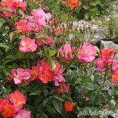 Les P.O. Méla Rosa 2014 1/2: le baptème d'éclats d'Ambre. - plaisir-jardin.com